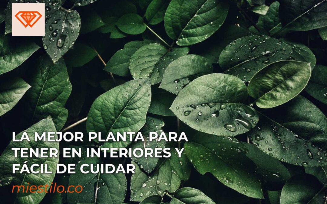 La mejor planta para tener en interiores y fácil de cuidar